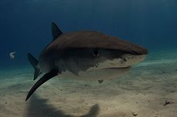 Un requin tigre