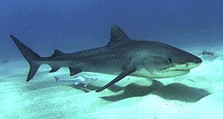 Ein junger Tigerhai auf den Bahamas
