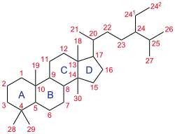 Structure of steroids