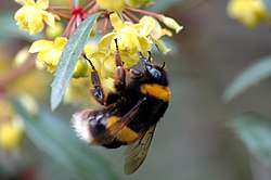 Bumblebee στη δουλειά