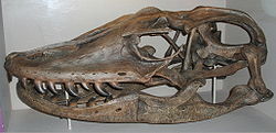 Lebka Megalania, dlhá asi 74 cm, v Múzeu vedy v Bostone