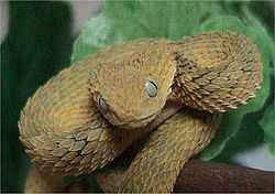 De kop van een Variabele Bush Viper  