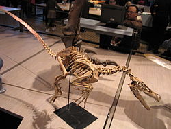 Velociraptor mongoliensis' i monteeritud skelett.