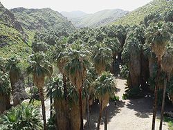 Ten gaj Washingtonia filifera w Palm Canyon w Kalifornii rośnie wzdłuż strumienia płynącego przez pustynię.