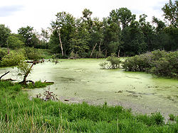 Piccola zona umida nella contea di Marshall, Indiana.