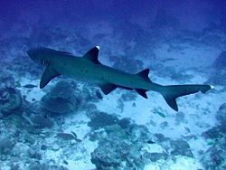 Baltasis rifinis ryklys