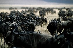  Stado Wildebeest