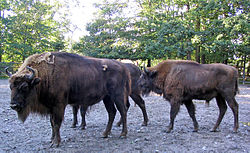 Bison