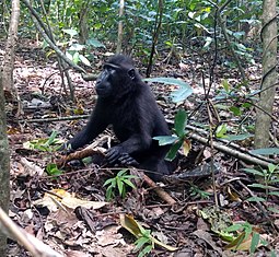 Macachi a cresta nera che vivono nella riserva naturale di Tangkoko vicino a Bitung