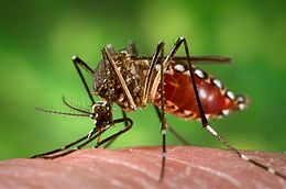 Egyptian tiger mosquito Stegomyia aegypti , (formerly Aedes aegypti) during blood meal