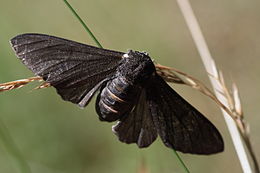 La morfologia carbonaria melanica
