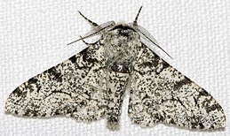 Biston betularia f. typica , la falena pezzata chiara.