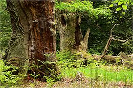 The "primeval forest" Sababurg represents an optimal habitat for blue tits