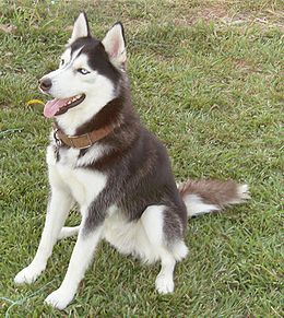 Husky siberiano.