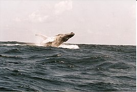 Humpback whale in Samaná Bay