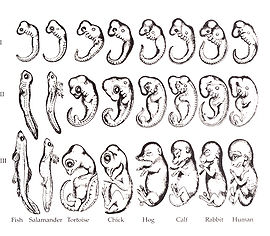 Copia din 1892 a lui Romanes a controversatelor desene cu embrioni ale lui Ernst Haeckel (această versiune a figurii este adesea atribuită în mod incorect lui Haeckel).