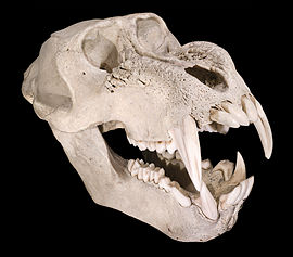 Mandril schedel, mannetje.