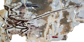 Même fossile avec des flèches