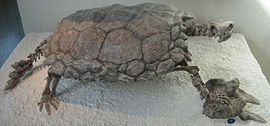 Fossil af Proganochelys quenstedti, det er en af de ældste ægte skildpadder, der er kendt på nuværende tidspunkt. I modsætning til moderne Testudiner var Proganochelys ikke i stand til at skjule sit hoved under skjoldet.