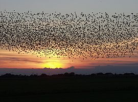 Stæreflok ved solnedgang i Danmark