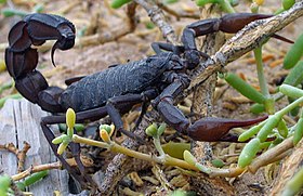 Un escorpión negro