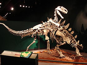 Melée de fósiles entre un estegosaurio (Tuojiangosaurus) y un terópodo de tamaño medio (Monolophosaurus), Museo Field de Chicago  