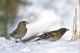 Brambling (Fringilla montifringilla)