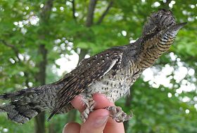 欧莱雅白颈鹤(Eurasian wryneck)