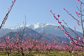 Le Canigou和桃子与花。