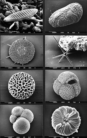 Mere mikrofossiilid: (diatoom, ostrakood, radiolaarium, käsnkonnatäidis, radiolaarium, planktoniline foraminifera (kaks), kokoliit).