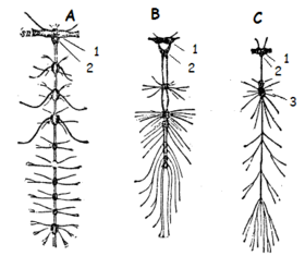 Nervous system of insects (A termite, B diving beetle, C fly) 1 superior cerebral ganglion 2 submandibular ganglion 3 other nerve node
