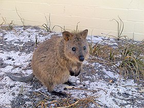 Quokka, Isla Rottnest, Australia Occidental