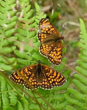 Quail Wheat Fritillary