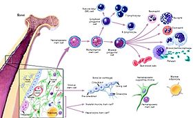 Differenziazione delle cellule staminali