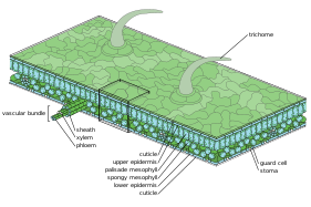 Medium scale diagram of leaf internal anatomy