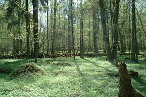 Εθνικό Πάρκο Białowieża