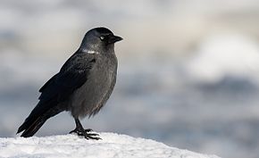 Light feather tips on the neck - as in this individual - sometimes lead to thin, light lines on the sides of the neck of jackdaws. They can be very distinct, but also completely absent.