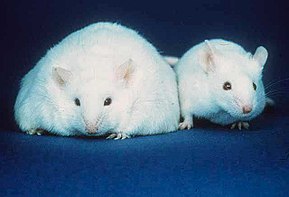 Due topi: uno a sinistra non in grado di produrre leptina nel suo corpo e diventa obeso; e un topo normale (destra)