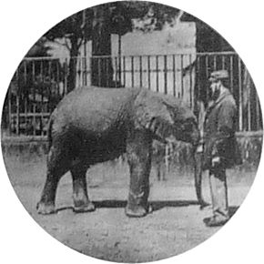 Jumbo og hans vogter Matthew "Scotty" Scott  