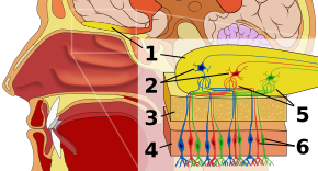 Olfaction