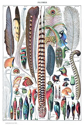 Bird Feathers