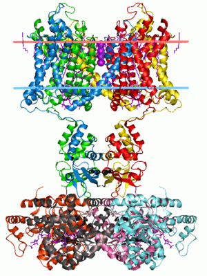 Estructura cristalina del canal de potasio Kv1.2/2.1 Quimera. Los límites hidrocarbonados calculados de la bicapa lipídica se indican con puntos rojos y azules.  