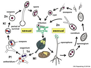 Ciclul de viață al Phytophthora infestans (Peronosporales) pe cartof.