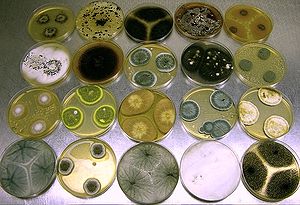 Různé houby včetně Penicillium a Aspergillus spp. rostoucí v axenické (jednodruhové) kultuře.  
