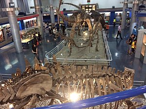 De Mesozoïsche zaal in het Beijing Museum of Natural History.