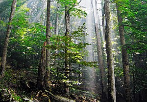 Antiga floresta de faias européia em Biogradska Gora National Park, Montenegro