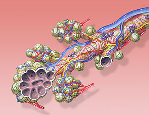 Structure of a terminal bronchiolus (last alveolar bronchial branch).