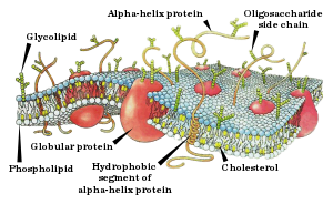 Cellemembran  