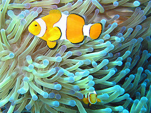 Symbiosis