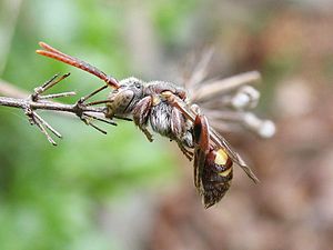 Nomada cinsinden bir guguk kuşu arısı, uyuyor. Alt çenesiyle sabitlenmiştir.
